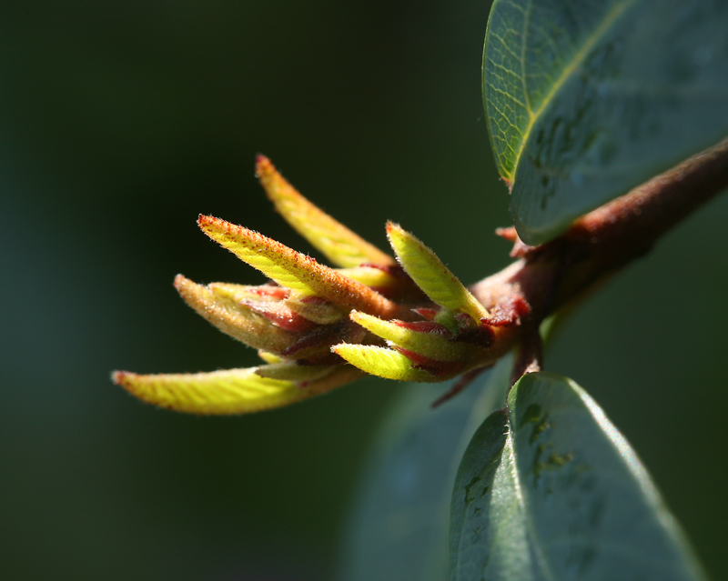 Image de Frangula californica (Eschsch.) A. Gray