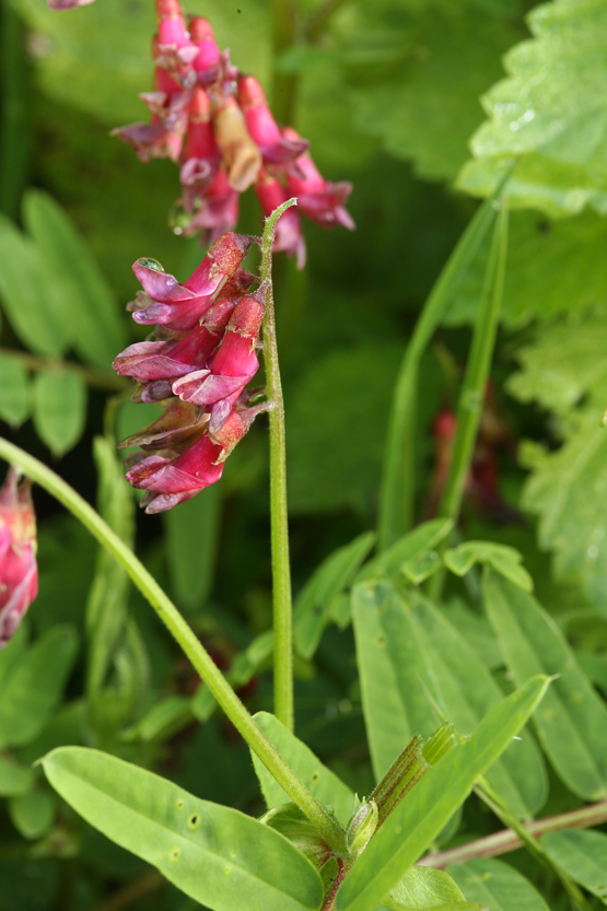 Image of Vicia gigantea Bunge