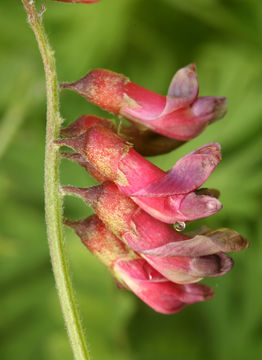 Image of Vicia gigantea Bunge