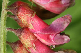 Image of Vicia gigantea Bunge