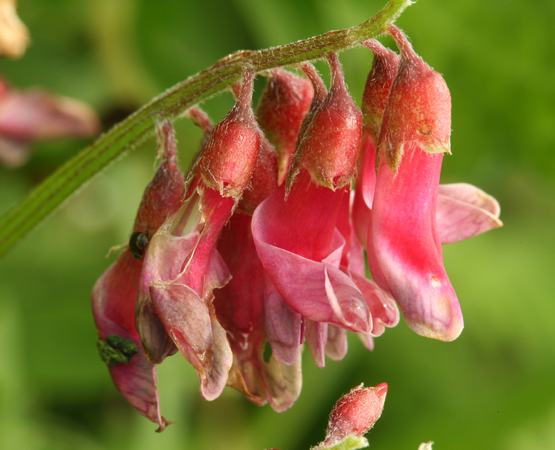 Image of Vicia gigantea Bunge