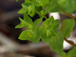 Image of cancer weed