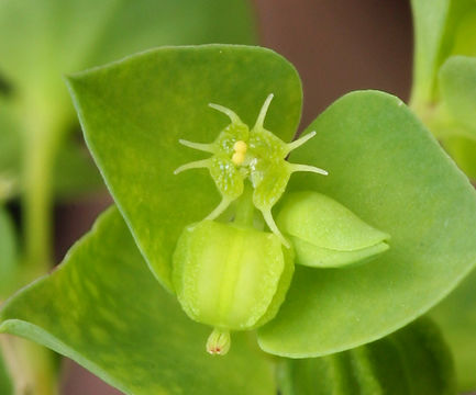 Image of cancer weed