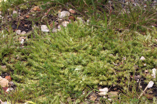 Image of Cardionema ramosissima (Weinm.) A. Nels. & J. F. Macbr.