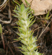 Image of Cardionema ramosissima (Weinm.) A. Nels. & J. F. Macbr.
