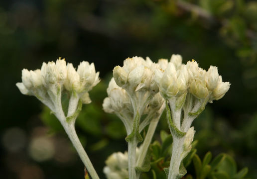 Sivun Pseudognaphalium biolettii A. A. Anderberg kuva