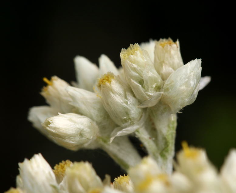 Слика од Pseudognaphalium biolettii A. A. Anderberg