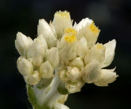 Sivun Pseudognaphalium biolettii A. A. Anderberg kuva