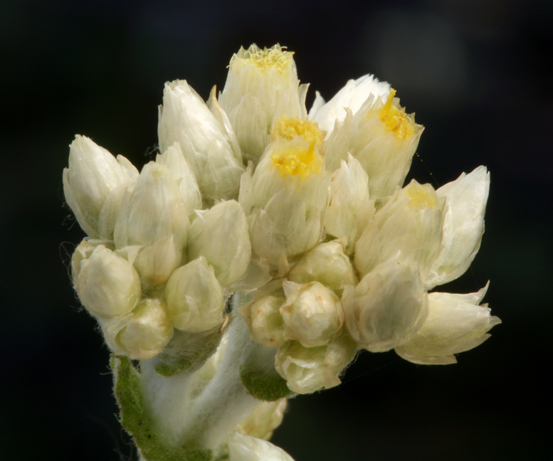 Слика од Pseudognaphalium biolettii A. A. Anderberg