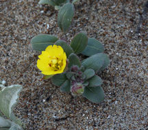 Image of Camissoniopsis cheiranthifolia (Hornem. ex Spreng.) W. L. Wagner & Hoch