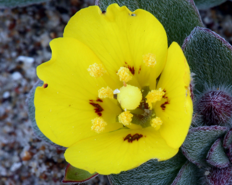 Image of Camissoniopsis cheiranthifolia (Hornem. ex Spreng.) W. L. Wagner & Hoch