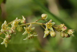 Image de sumac de l'Ouest