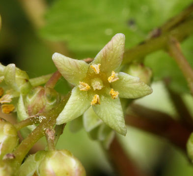 Слика од Toxicodendron diversilobum (Torr. & Gray) Greene