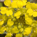 Image of <i>Alyssum <i>montanum</i></i> ssp. montanum