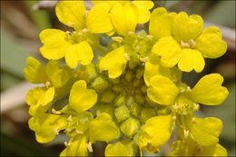 Sivun <i>Alyssum <i>montanum</i></i> ssp. montanum kuva