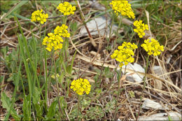 Sivun <i>Alyssum <i>montanum</i></i> ssp. montanum kuva