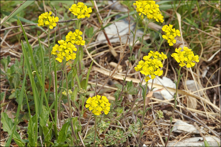 Sivun <i>Alyssum <i>montanum</i></i> ssp. montanum kuva