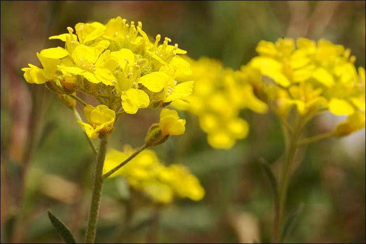 Sivun <i>Alyssum <i>montanum</i></i> ssp. montanum kuva