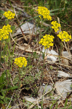 Sivun <i>Alyssum <i>montanum</i></i> ssp. montanum kuva