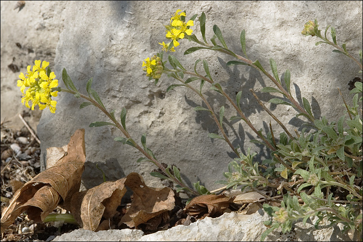 Sivun <i>Alyssum <i>montanum</i></i> ssp. montanum kuva