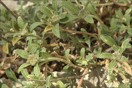 Sivun <i>Alyssum <i>montanum</i></i> ssp. montanum kuva