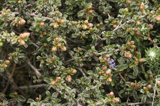 Image of wavyleaf buckbrush