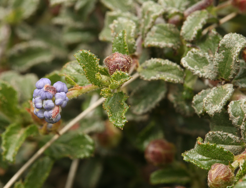 Image of wavyleaf buckbrush