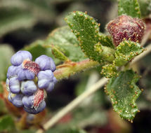 Image of wavyleaf buckbrush