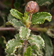 Image of wavyleaf buckbrush