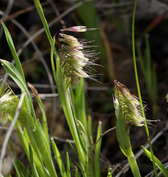 Lamarckia aurea (L.) Moench resmi