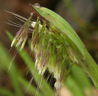 Image de Lamarckia aurea (L.) Moench