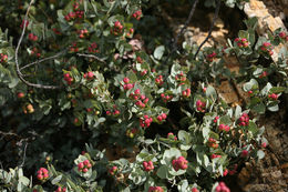 Imagem de Arctostaphylos luciana P. V. Wells