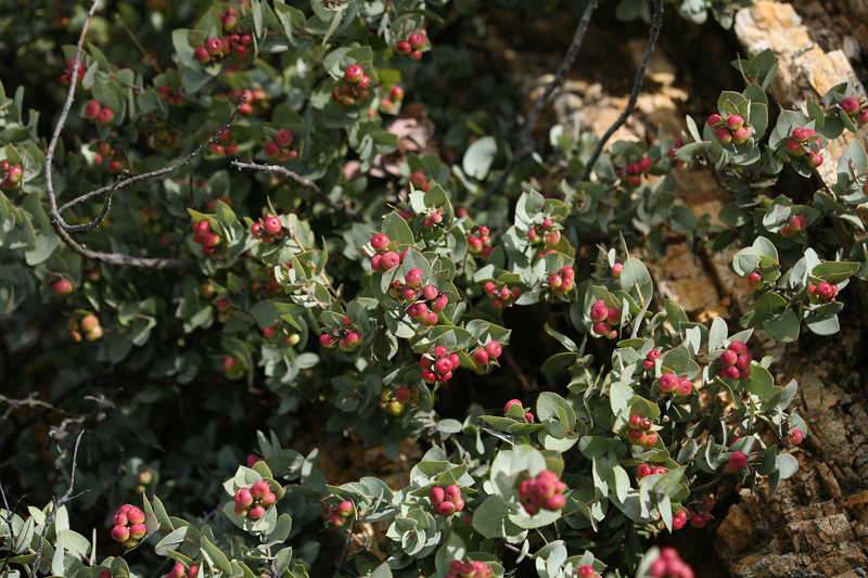 Слика од Arctostaphylos luciana P. V. Wells