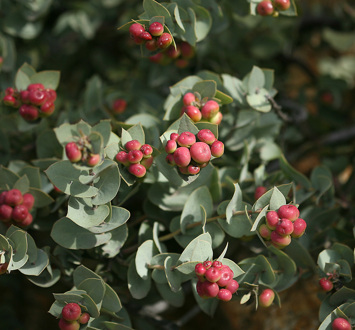 Слика од Arctostaphylos luciana P. V. Wells