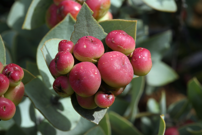 Imagem de Arctostaphylos luciana P. V. Wells