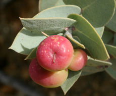 Imagem de Arctostaphylos luciana P. V. Wells