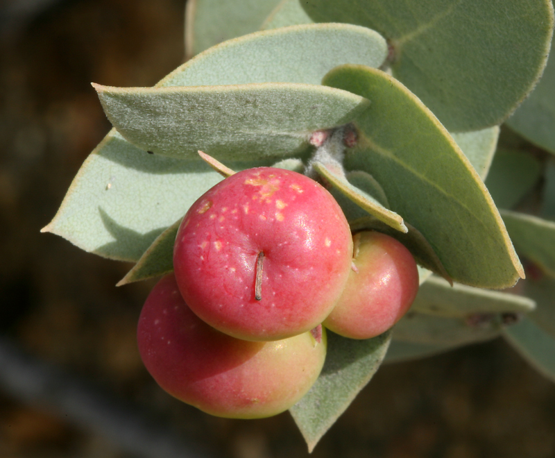 Слика од Arctostaphylos luciana P. V. Wells