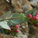 Imagem de Arctostaphylos luciana P. V. Wells