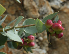 Imagem de Arctostaphylos luciana P. V. Wells