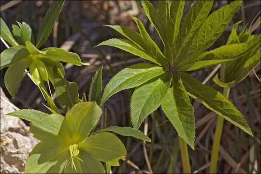 Image of Fragrant hellebore