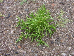 Image of desert pussypaws