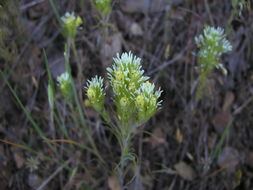 Image of Castilleja lineariloba (Benth.) T. I. Chuang & L. R. Heckard