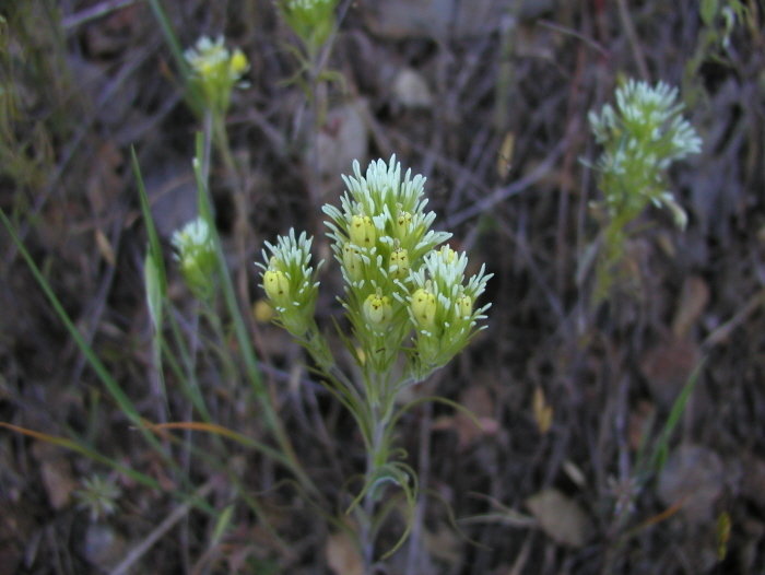 Image of Castilleja lineariloba (Benth.) T. I. Chuang & L. R. Heckard