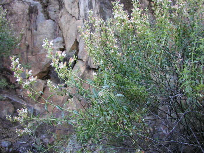 Image of bush beardtongue