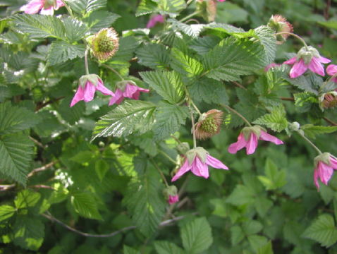 Image of salmonberry