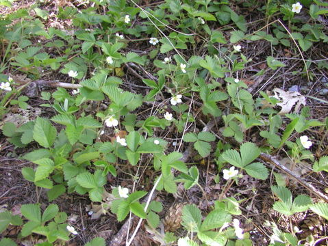 Image of woodland strawberry