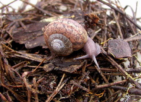 Image of Helminthoglypta Ancey 1887