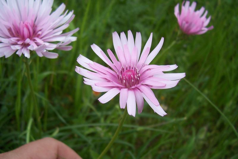 Image of red hawksbeard