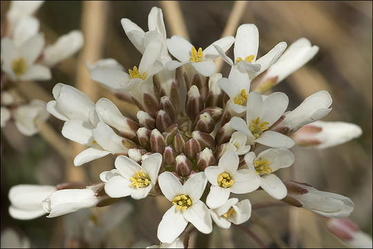 Image of Noccaea praecox (Wulfen) F. K. Mey.