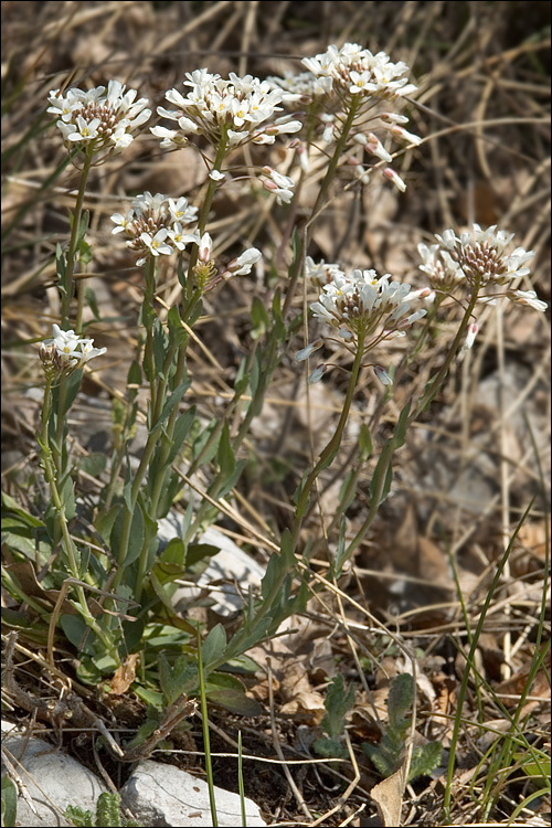 Image of Noccaea praecox (Wulfen) F. K. Mey.